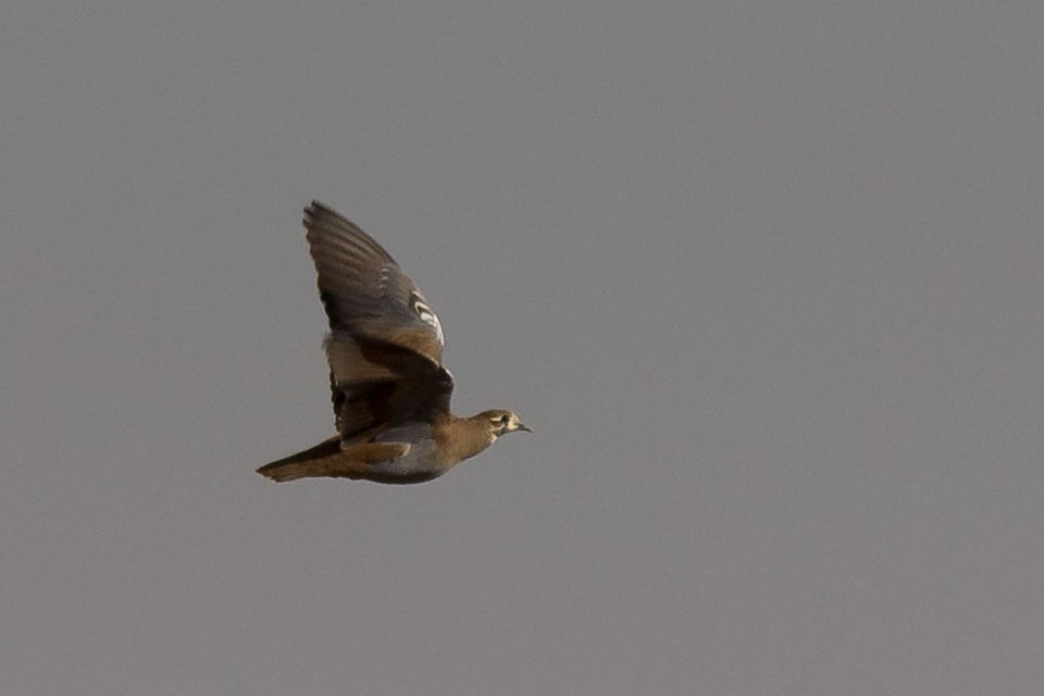 Flock Bronzewing (Phaps histrionica)